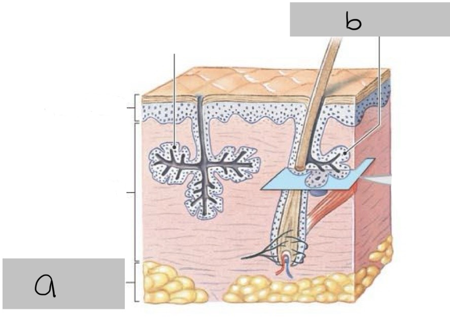 <p>Identify structures a &amp; b in following image of skin</p>