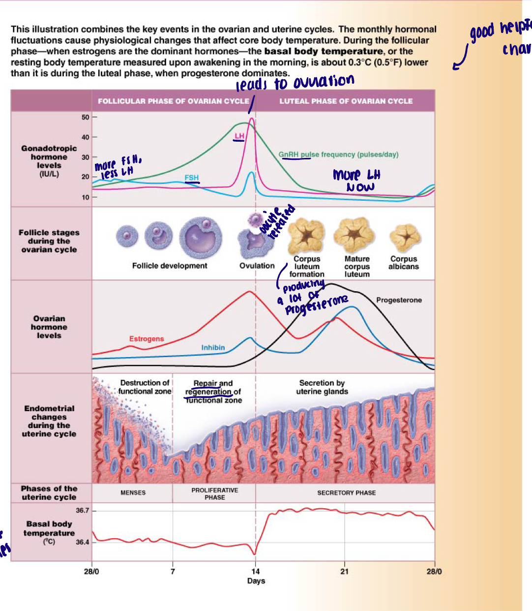 <ul><li><p>Cyclic changes in ovarian hormone production and uterine morphology over around a 28 day period in women of reproductive years</p></li><li><p>Described according to ovarian changes (ovarian cycle) and uterine changes (uterine cycle)</p><ul><li><p>Uterine changes are a result of changes in production of ovarian hormones </p></li></ul></li><li><p>2 phases:</p><ul><li><p>Before ovulation</p><ul><li><p>Ovarian: follicular phase</p></li><li><p>Uterine: menses and proliferative phase </p></li></ul></li><li><p>After ovulation</p><ul><li><p>Ovarian: luteal phase</p></li><li><p>Uterine: secretory phase</p></li></ul></li></ul></li></ul><p></p>