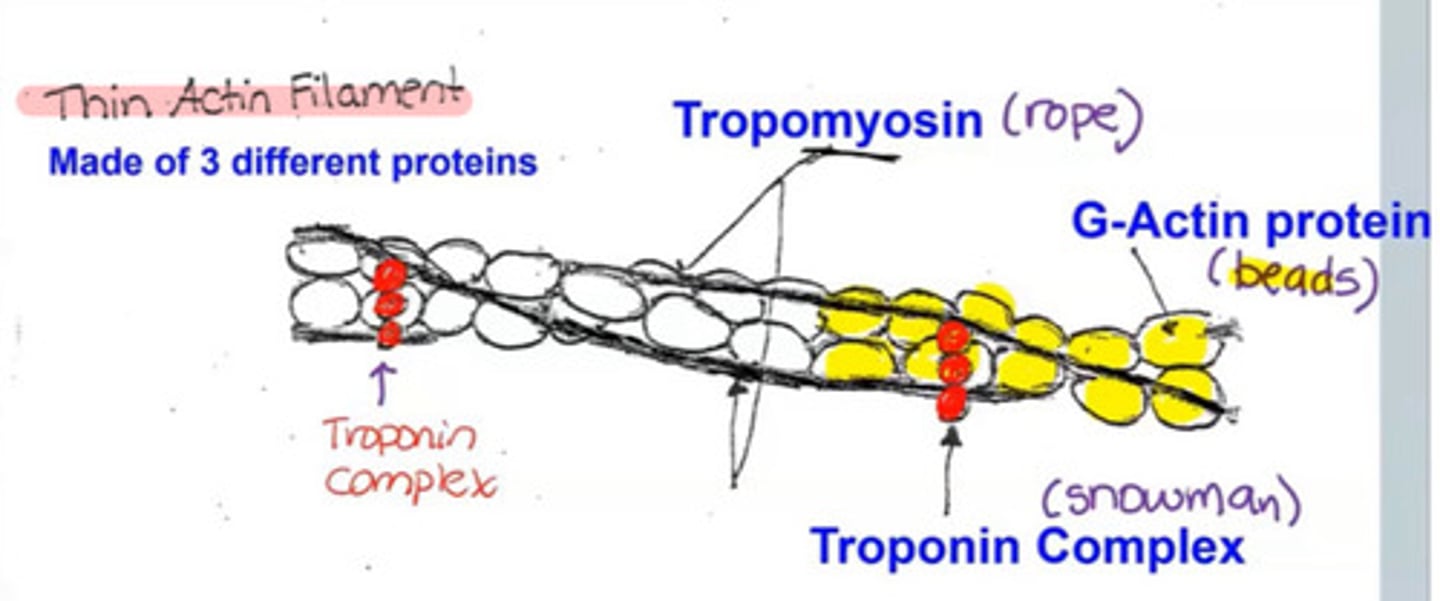 <p>G-actin: beads</p><p>Tropomyosin: rope</p><p>Troponin complex: snowman</p>