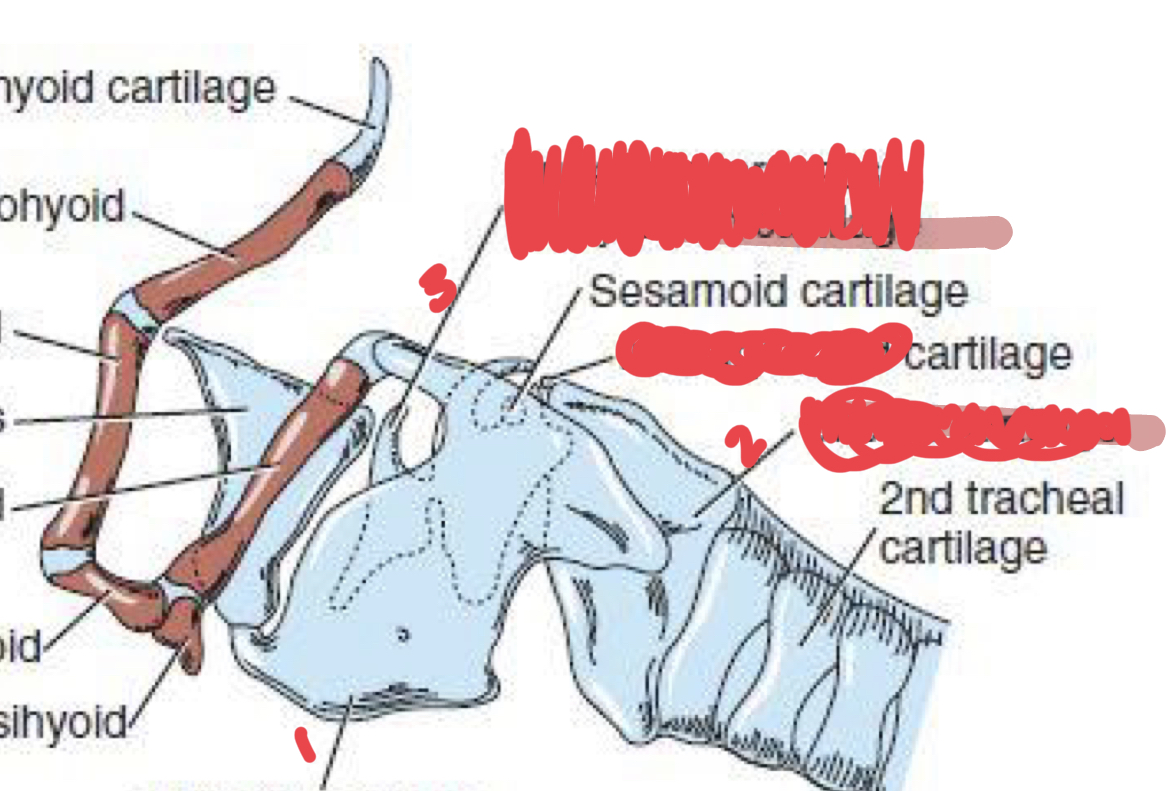 <p>identify</p><p>cricoid cartilage</p><p>arytenoid cartilage</p><p>thyroid cartilage</p>