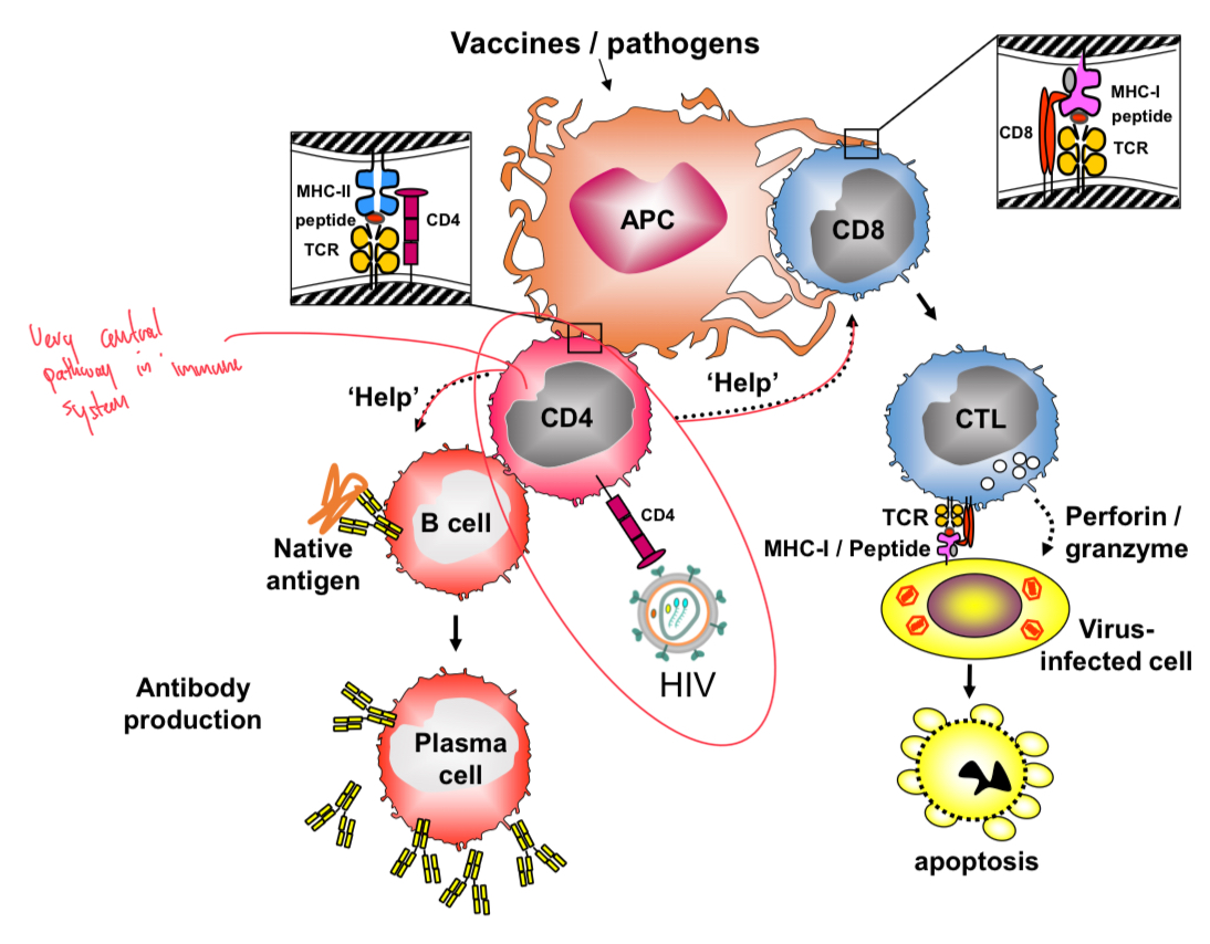 <p>HIV receptor is CD4 molecule on CD4 T cells, so targets and can kill them, causing lack of CD4 T cells, unable to provide help for antibody and CTL responses.</p>