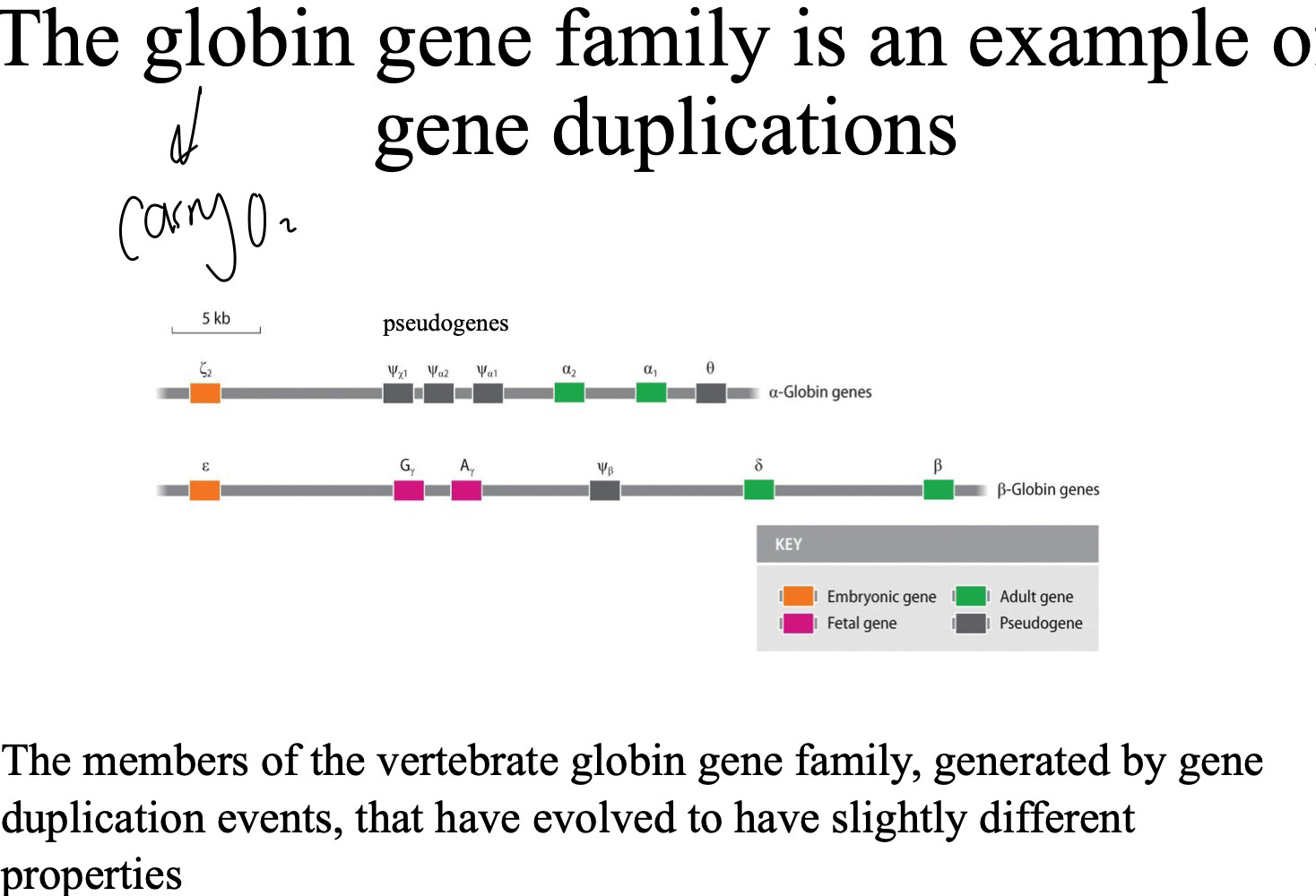 <p>globin family - carry O2</p>