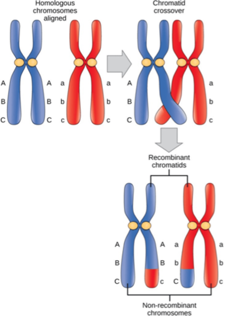 <p>Longer than in mitosis;</p><p>Homologous chromosomes form synapsis - tetrads</p><p>Crossover occurs</p>