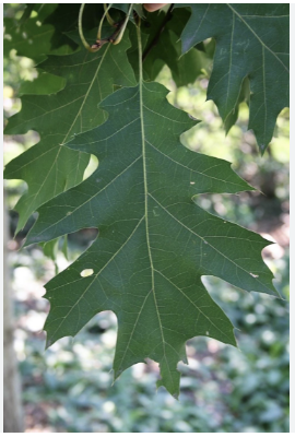 <p>Northern red oak</p>