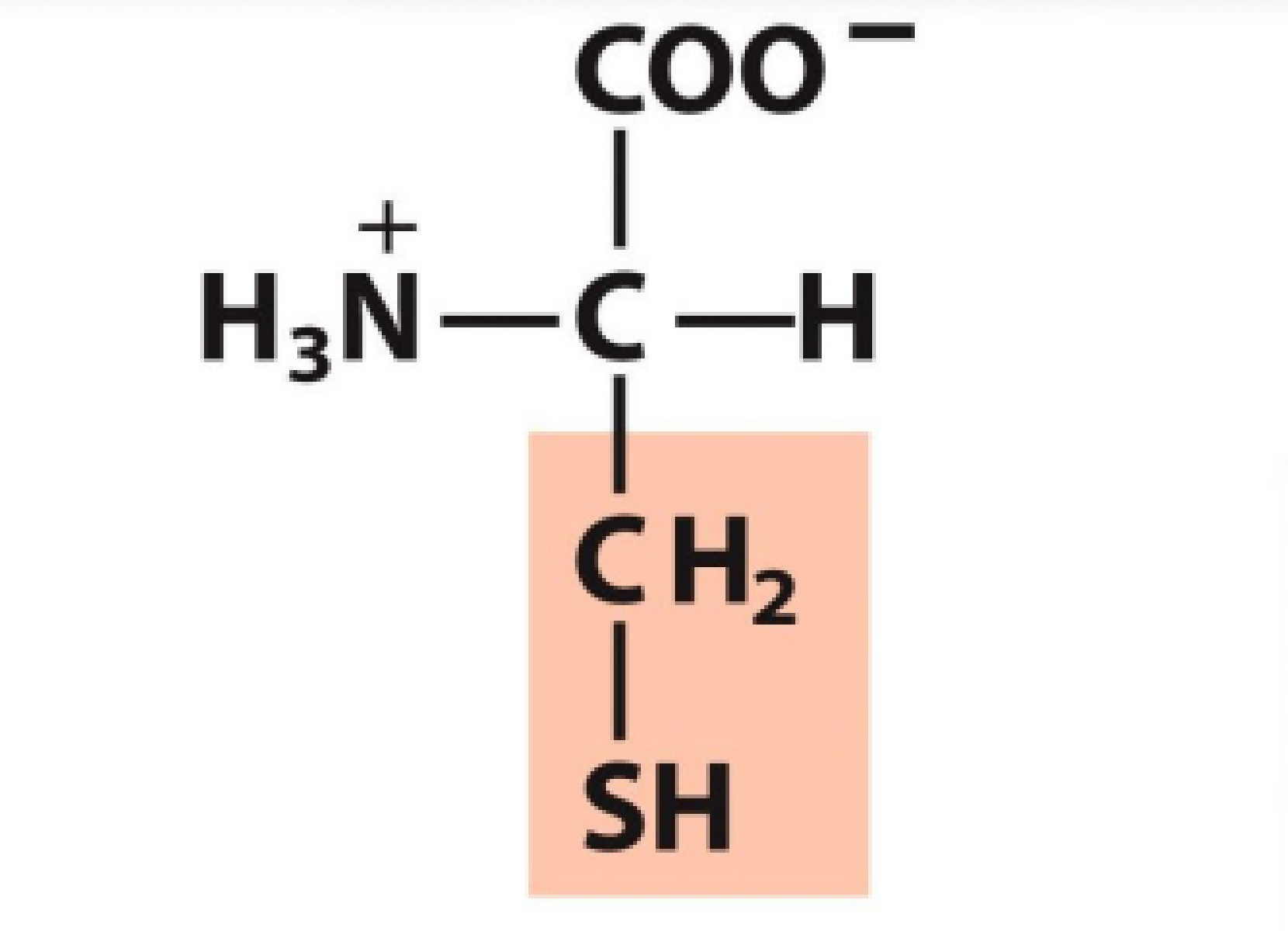 <p>Polar uncharged, forms disulfide bonds, pKa 8.18</p>