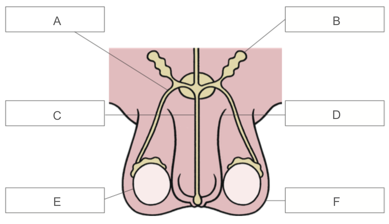 <p>Identify A</p>