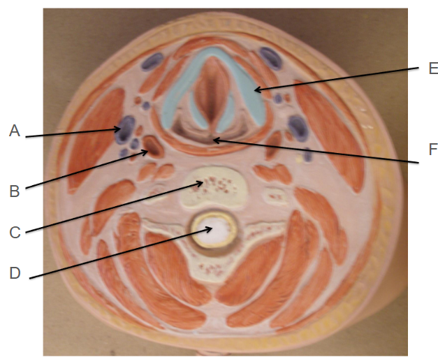<p>B</p>