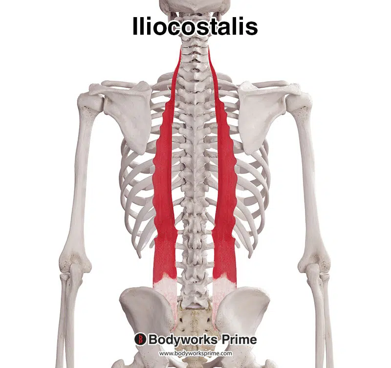 <p>Iliocostalis m.</p>