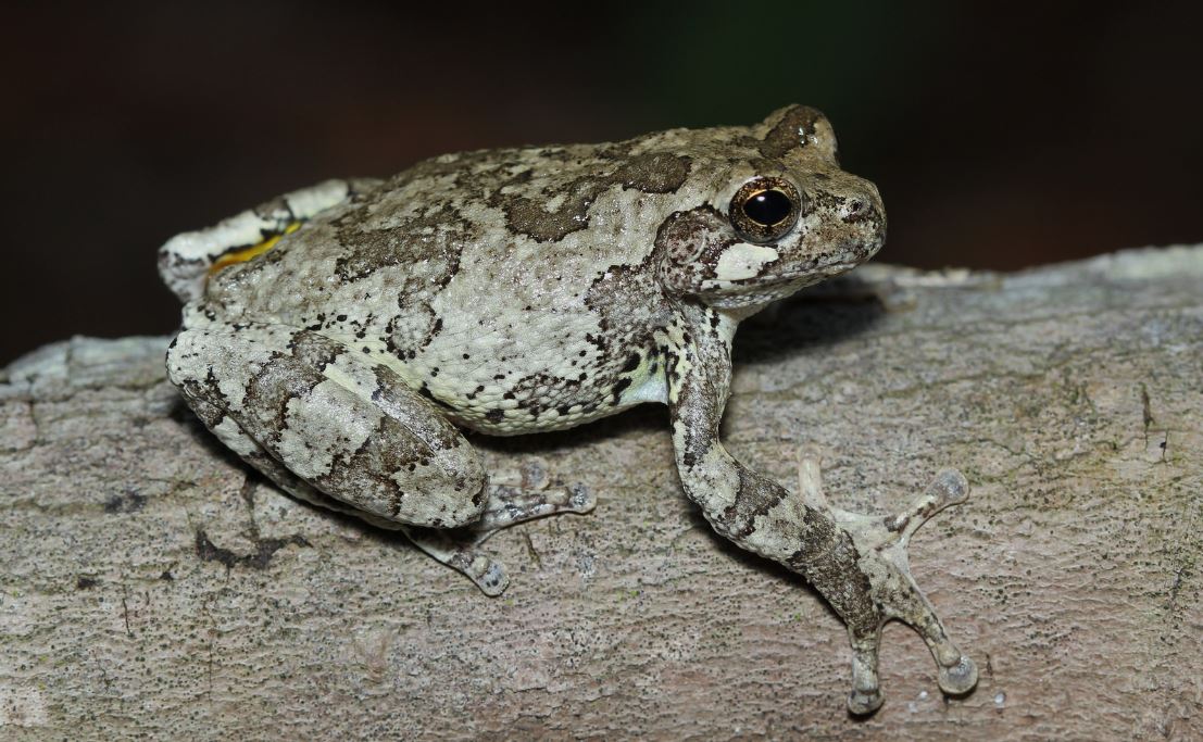 <p>Gray treefrog</p>