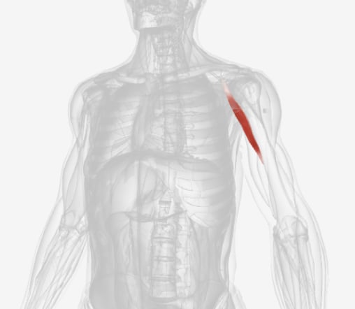 <p>what muscle is this?</p>