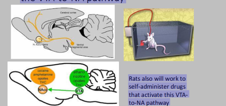 <p>VTA-to-NA</p><p><span style="color: #fffcfc"><br></span><span style="color: #fffcfc">Rats also will work to self-administer drugs that activate this VTA-to-NA pathway</span></p><p><span style="color: #fffcfc"><br></span><span style="color: #fffcfc">Blockade of DA receptor signaling in the NA will eliminate these behaviors</span></p><p><span style="color: #fffcfc">They will choose this over food, or many other things like sex<br></span></p>