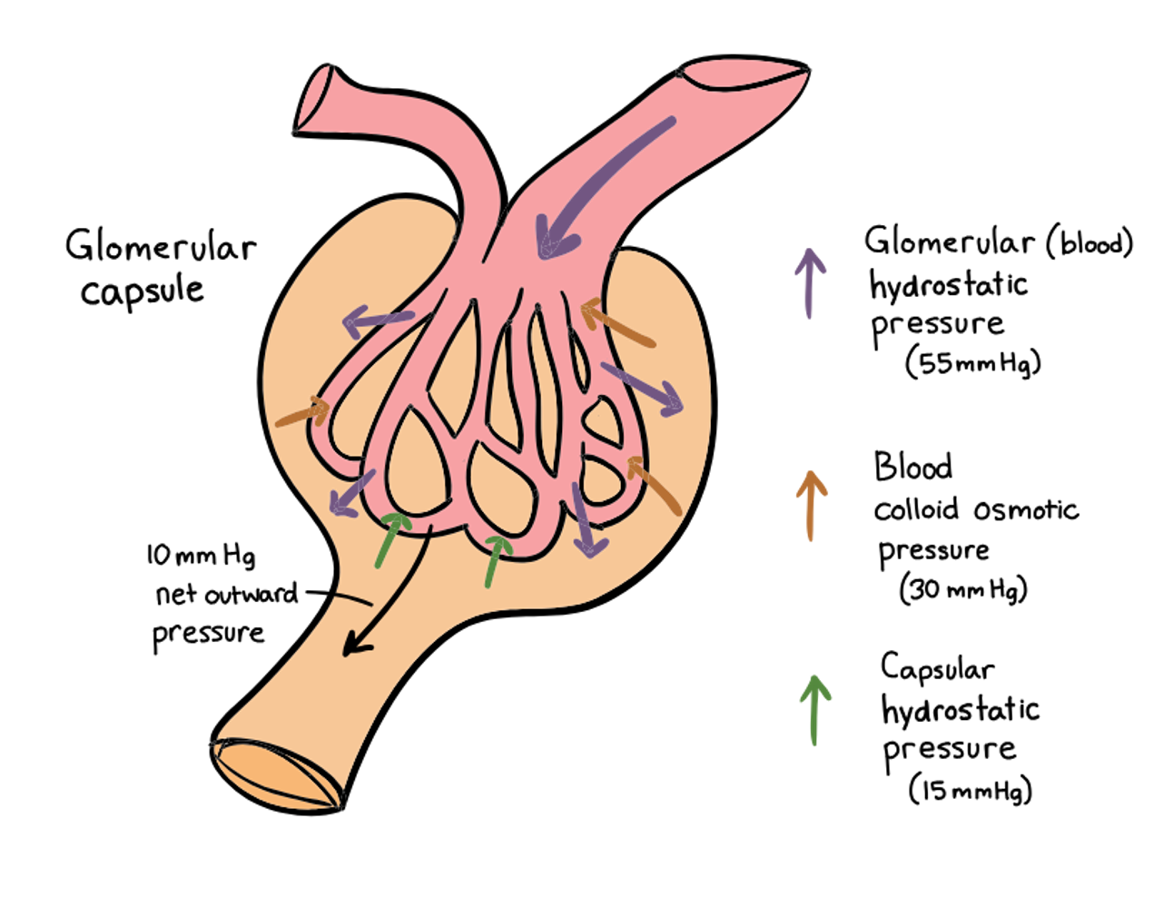 <ul><li><p>Promotes filtrate formation (<span>hydrostatic pressure</span>)</p></li><li><p><span>The blood pressure in the glomerulus is very high due to the high-resistance to blood flow of the efferent arterioles, whose diameter is smaller than the afferent arteriole.</span></p></li><li><p><span>As a result of this high blood pressure, filtration occurs along the entire length of each glomerular capillary and substances do not move back the other way into the blood.</span></p></li></ul><p></p>