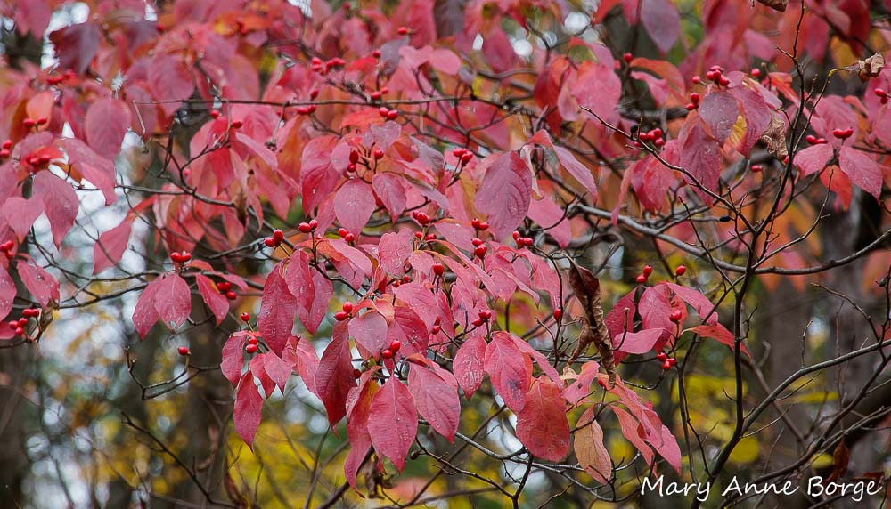 <ul><li><p>simple</p></li><li><p>smooth</p></li><li><p>opposite</p></li></ul><p></p>