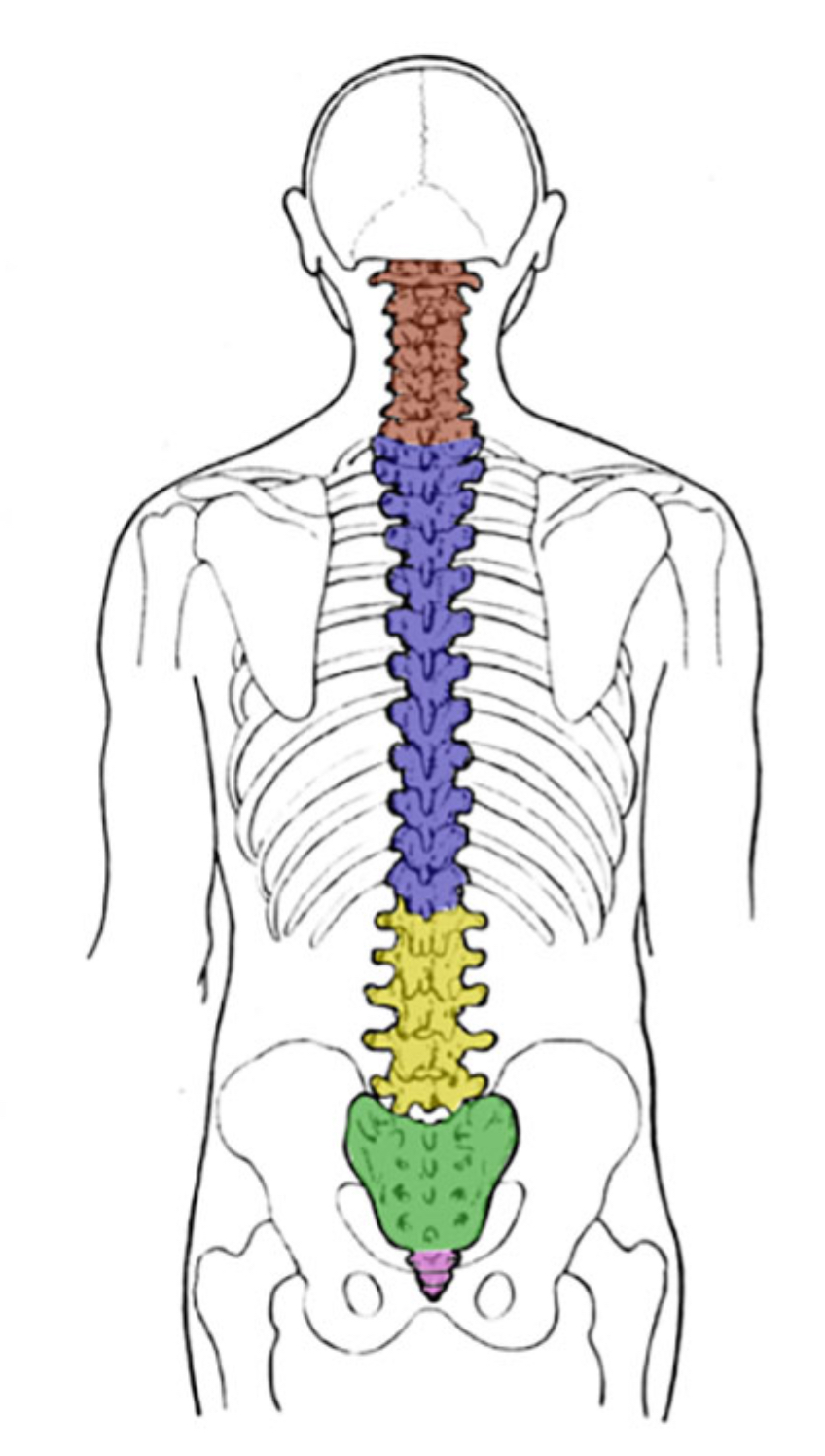 <p>What color is lumbar</p>