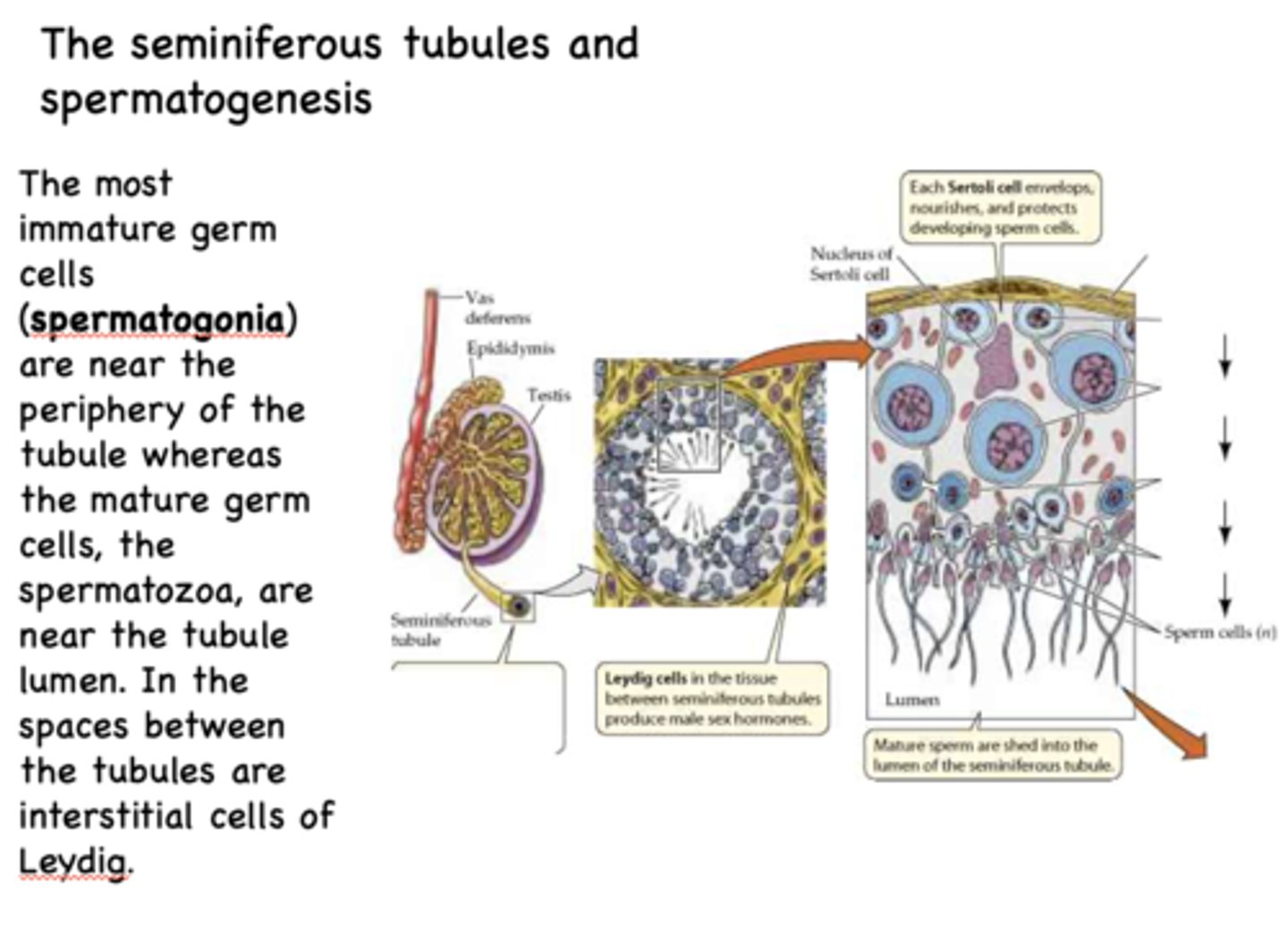 <p>spermatogonia</p>
