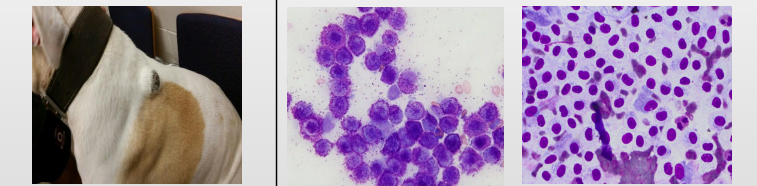 <p>What is this?</p><p>Describe the cells</p><p>What do?</p>