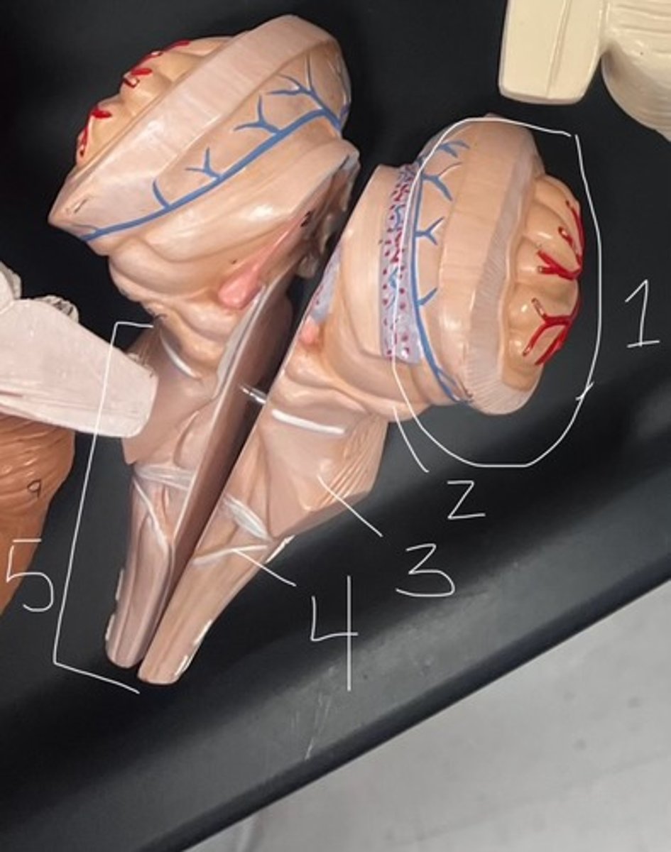 <p>According to the model, what does #5 represent?</p>