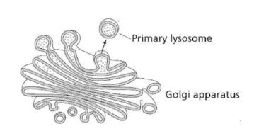 Blaasjes met enzymen in Golgi-apparaat