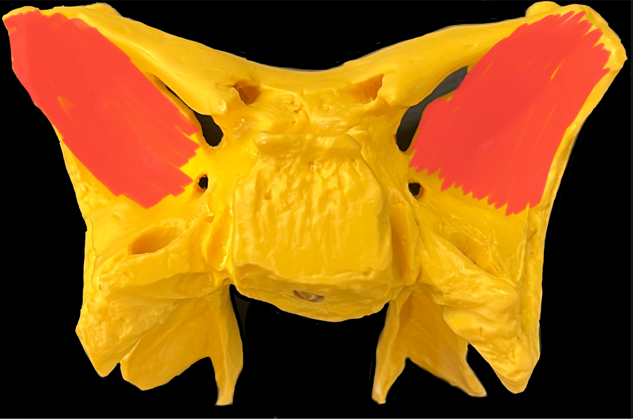 What is highlighted in red?