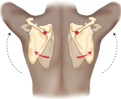 <p>What are the prime moving muscles of the shoulder <u><strong>girdle</strong></u> involved in <strong><em>upward rotation</em></strong>?</p>