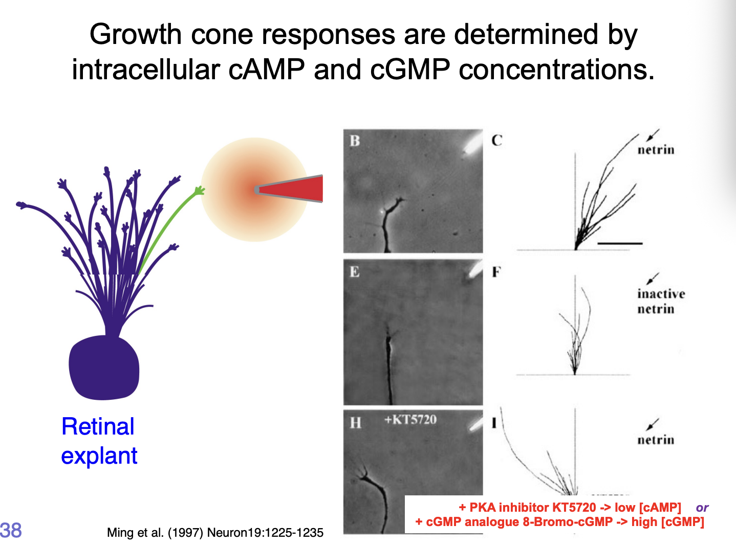<p><strong>Intracellular [cGMP] : [cAMP]</strong></p><ul><li><p>High [cAMP]/[cGMP]→ <strong>attraction</strong> </p></li><li><p>Low [cAMP]/[cGMP]→ <strong>repulsion</strong></p></li></ul><p></p><p><em>How makes netrin repulsive vs attractive at certain points:</em></p><ul><li><p>due to activity of kinases (PKA)</p></li><li><p>if PKA is inhibited→ changes the ratio of cGMP to cAMP</p></li></ul><p></p>