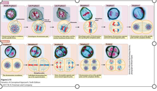 <p>the production of 4 haploid non-identical gametes </p>