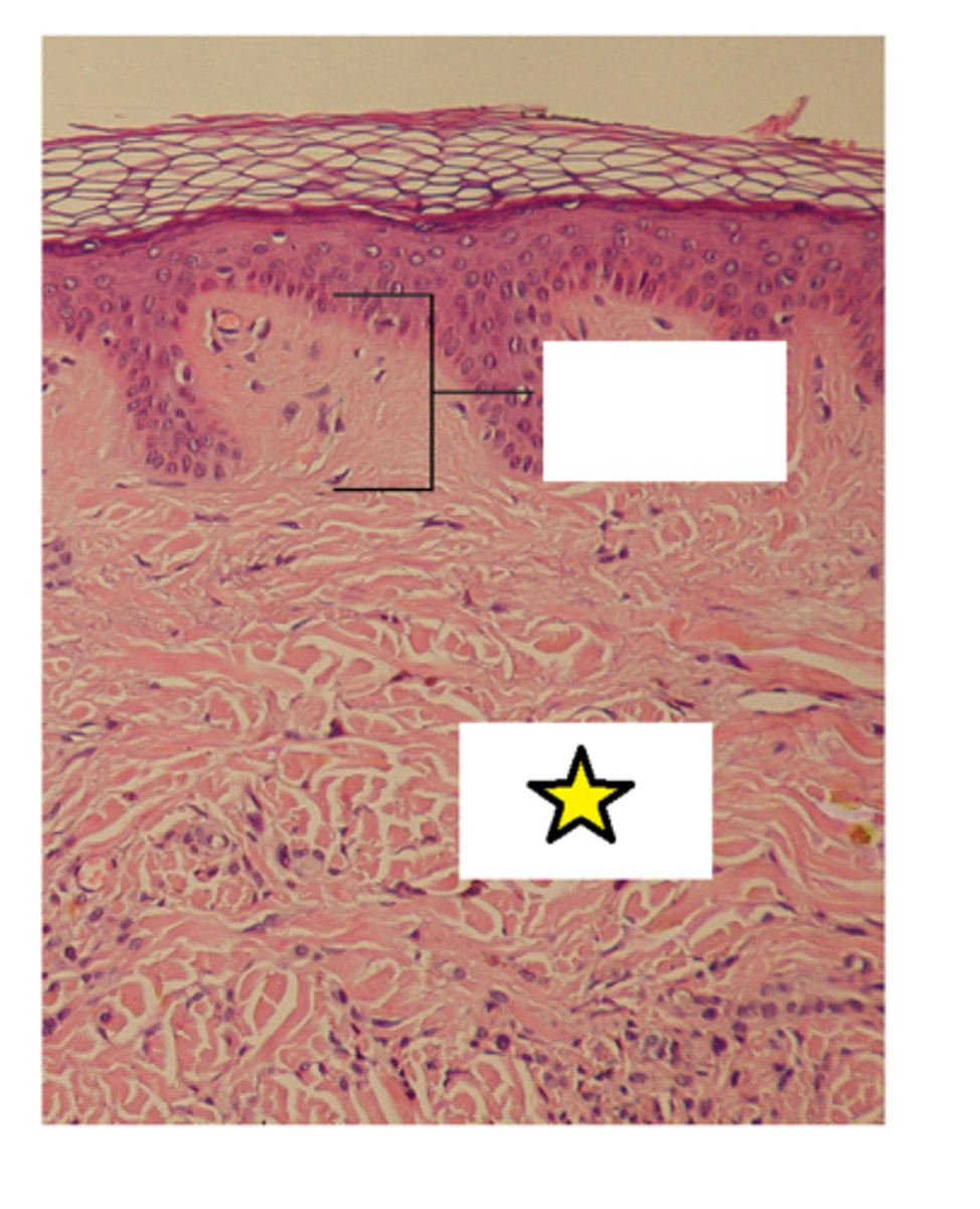 <p>The lower layer of the dermis, found under the papillary dermis, composed of dense irregular connective tissue featuring densely-packed collagen fibers. It receives its name from the dense concentration of collagenous, elastic, and reticular fibers that weave throughout it.</p>