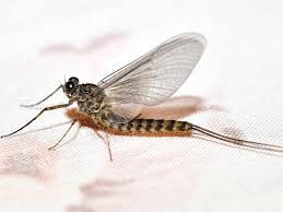<ul><li><p><span>Adults do not feed, only disperse, mate, and die</span></p></li><li><p><span>Large triangular front wings</span></p></li><li><p><span>1 median caudal filament and 2 cerci (long)</span></p></li><li><p><span>Adults terrestrial, nymphs aquatic (respire thru abdominal gills)</span></p></li><li><p><span>Relatively long life cycles (live as nymphs for months to years)</span></p></li><li><p><span>Subimago stage</span></p></li><li><p><span>final stage before molting to adult (imago)</span></p></li><li><p><span>Mass emergence swarms, lay eggs in water</span></p></li><li><p><span>Very important in food webs</span></p></li></ul><p></p>