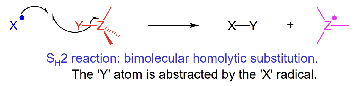 <p>radical does an SN2-like attack on abstracted atom </p><p>favoured is stronger bond is formed</p><p>often Z = C</p><p>rarely Y = C</p>