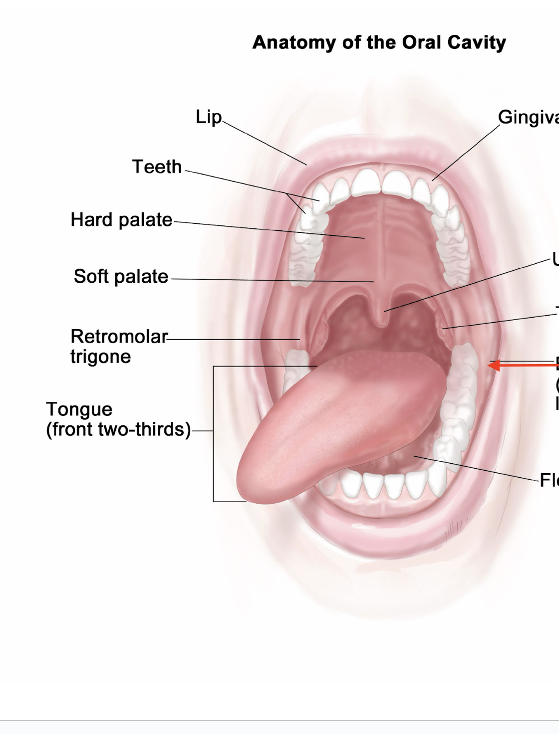 term image