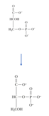<p>responsible for isomerization of 3-phosphoglycerate (3PG)</p>