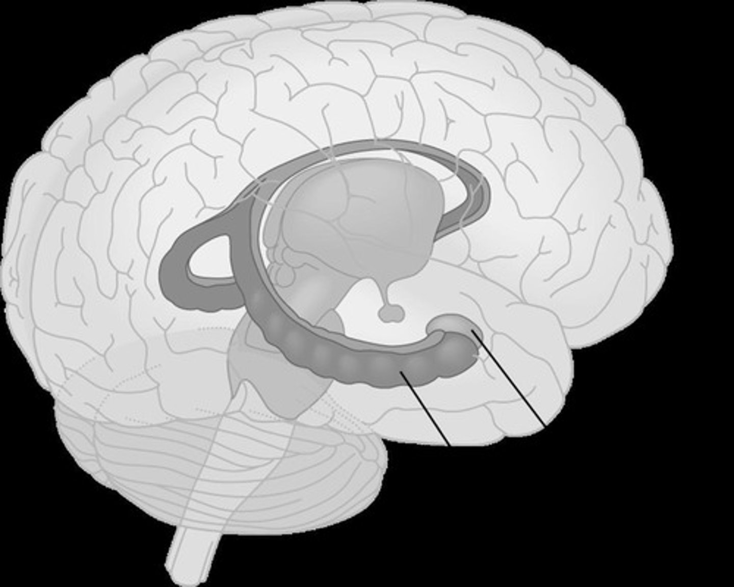 <p>Brain region crucial for memory consolidation.</p>