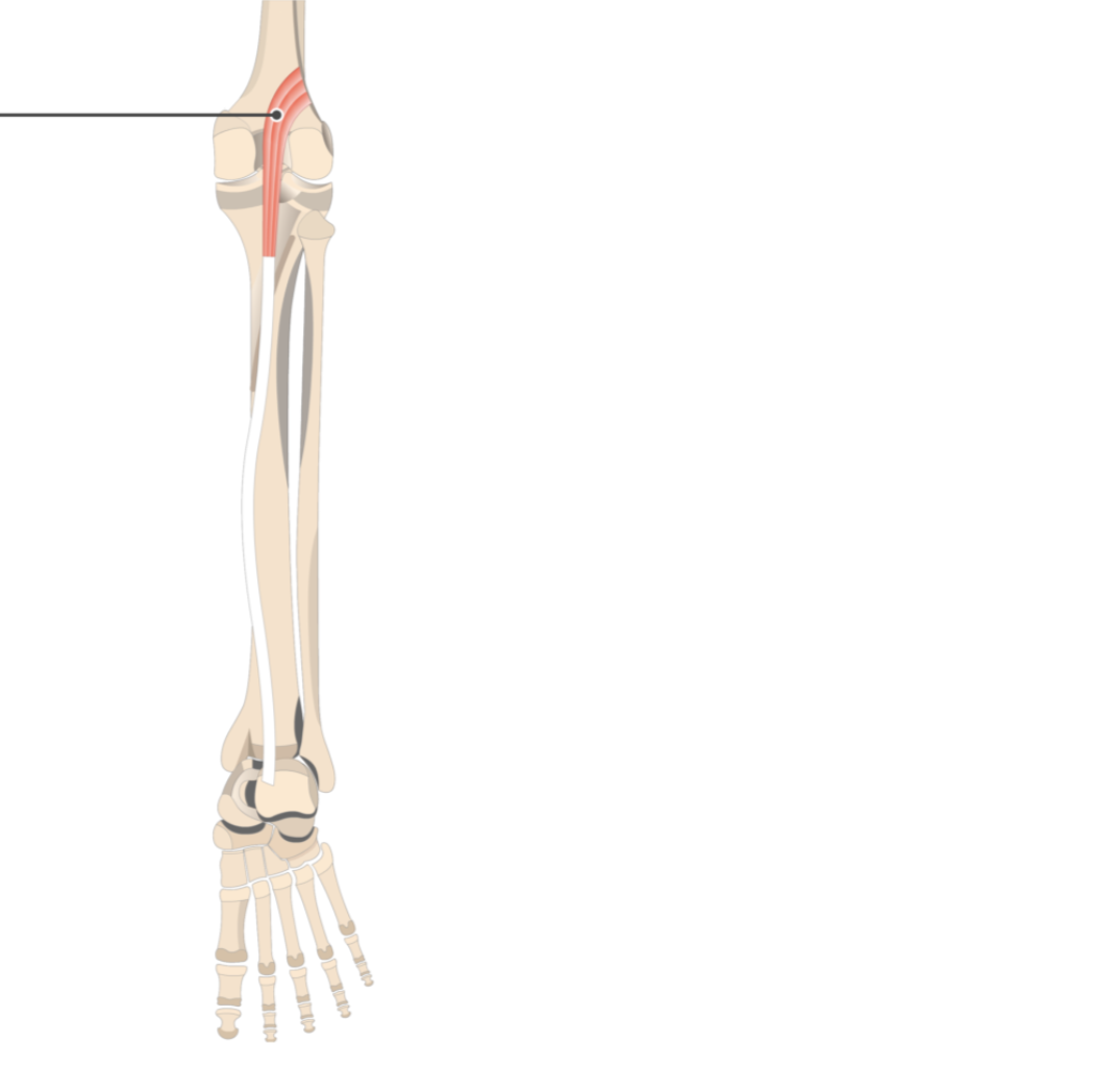 <p></p><p>origin: lateral condyle of femur</p><p>insertion: calcaneus</p>