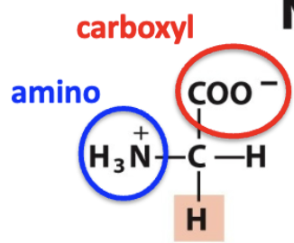 <ul><li><p>Gly, G</p></li><li><p>nonpolar, aliphatic </p></li></ul><p></p>