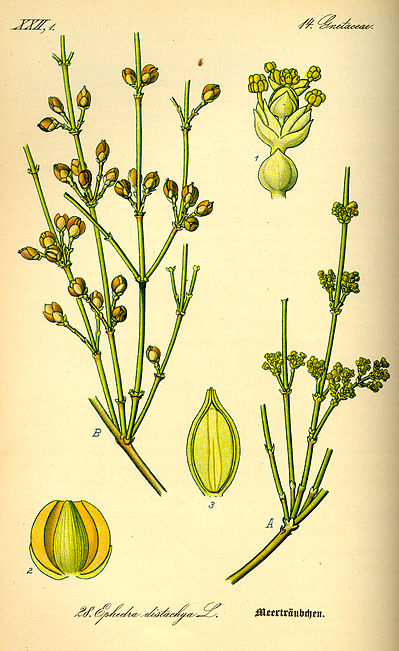 <p>Bestuiving vindt enkel plaats bij volle maan. Er zijn pollination drops aanwezig bij de kegel. Bij volle maan zullen de waterdruppels het maanlicht reflecteren —&gt;  insecten worden aangetrokken —&gt; bestuiving</p>