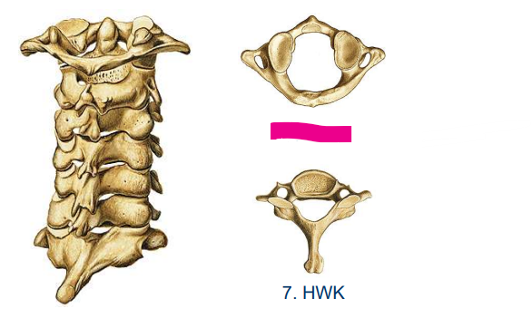 <p>Halswirbelsäule&nbsp;</p><p></p>