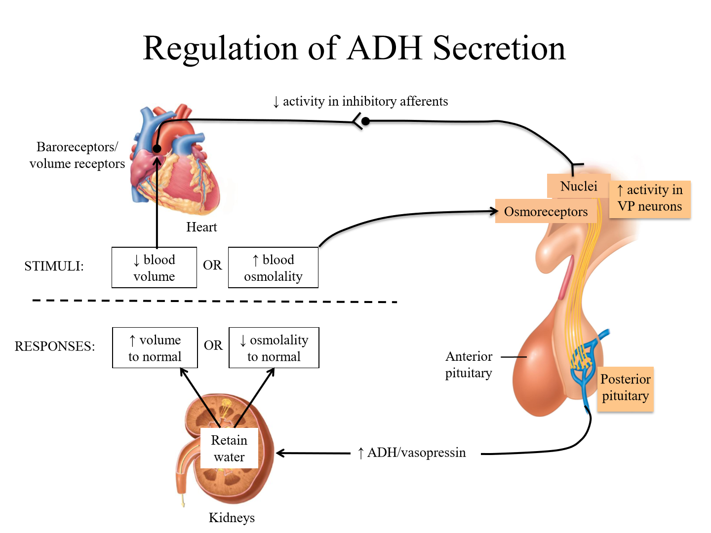 <p>1. Osmoreceptors of hypothalamus (SON, PVN) sense increased blood osmolality</p><p>2. Posterior pituitary releases more ADH</p><p>3. Kidneys retain more water, returning osmolality to normal</p>