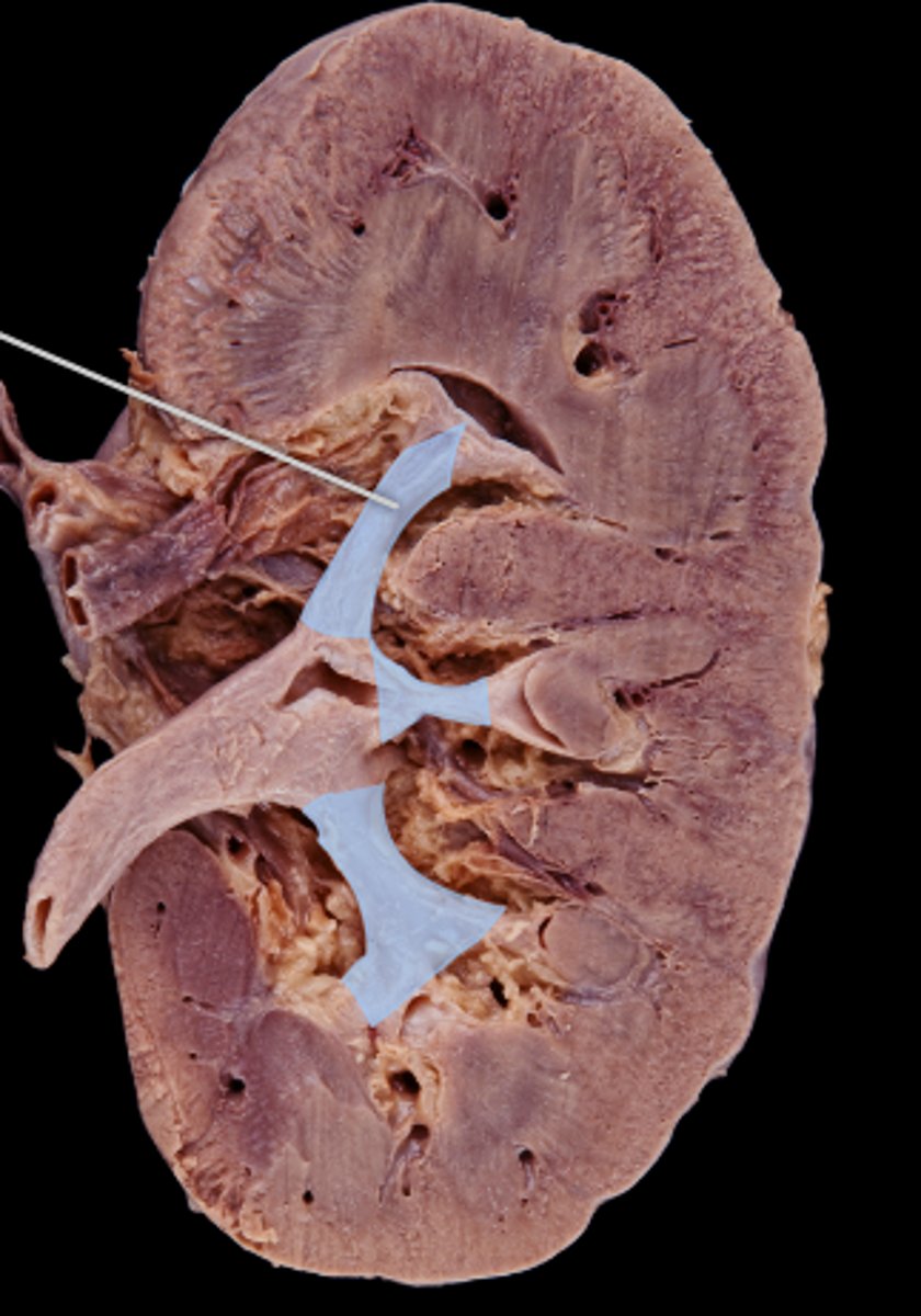 <p>urine passageway</p>