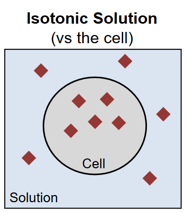 <p>The solution is as concentrated as the cell</p>