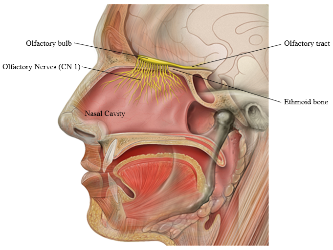 pathway of olfactory nerve 