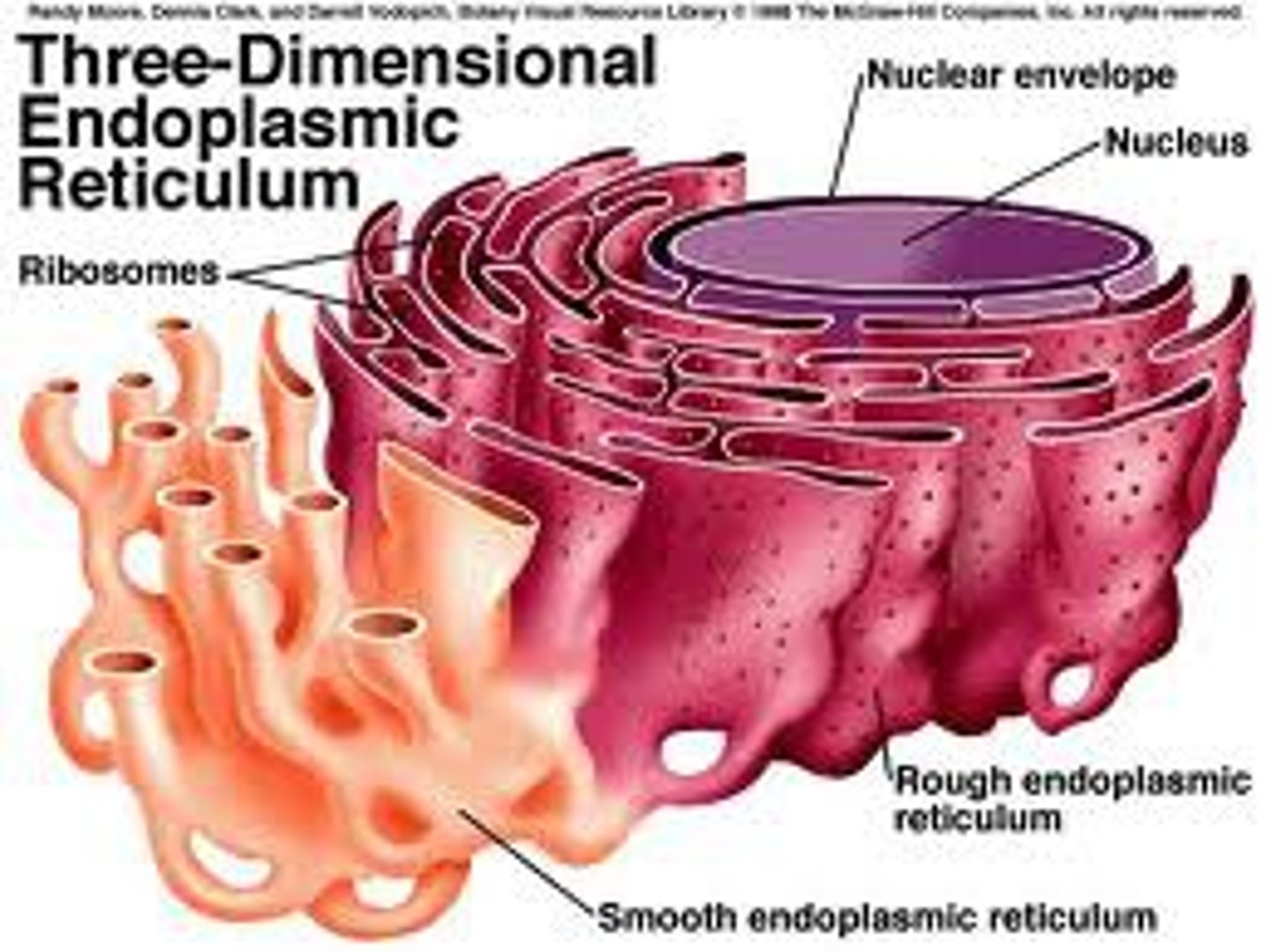 <p>Cristernae (folded membranes) enclosing a fluid-filled space with ribosomes on its surface.<br>It synthesizes proteins through the ribosomes. <br>It also provides a pathway for materials.</p>