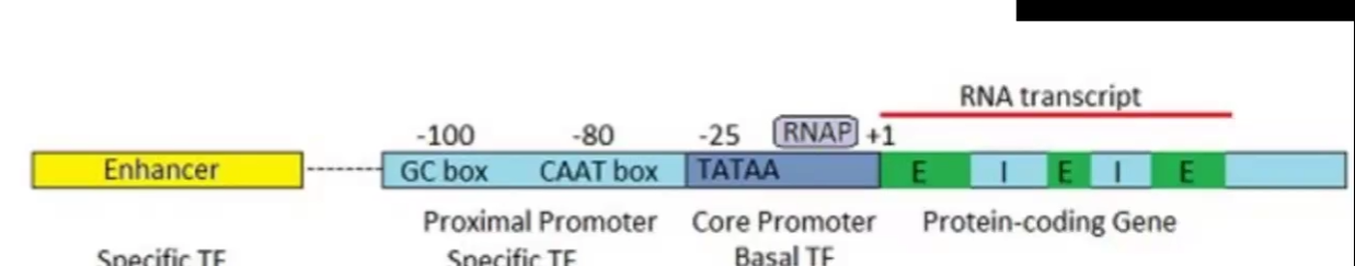 <p>Short sequence elements that bind transcription factors (sigma factor) and recruit RNA pol</p><p>GC box: has increased amount of transcription when there is not TATA box</p><p>CAAT box: does 25% of genes transcribed in large quantities</p><p>TATA box: core region of the promoter</p>