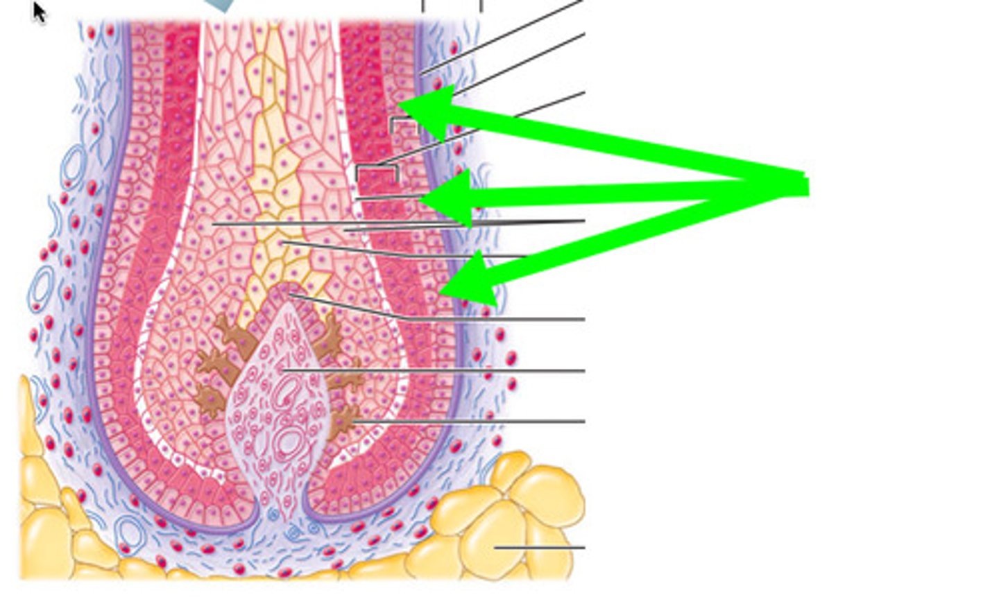 <p>Extension of the epidermis lying adjacent to hair root<br>Widens at deep end into bulge—source of stem cells for follicle growth</p>