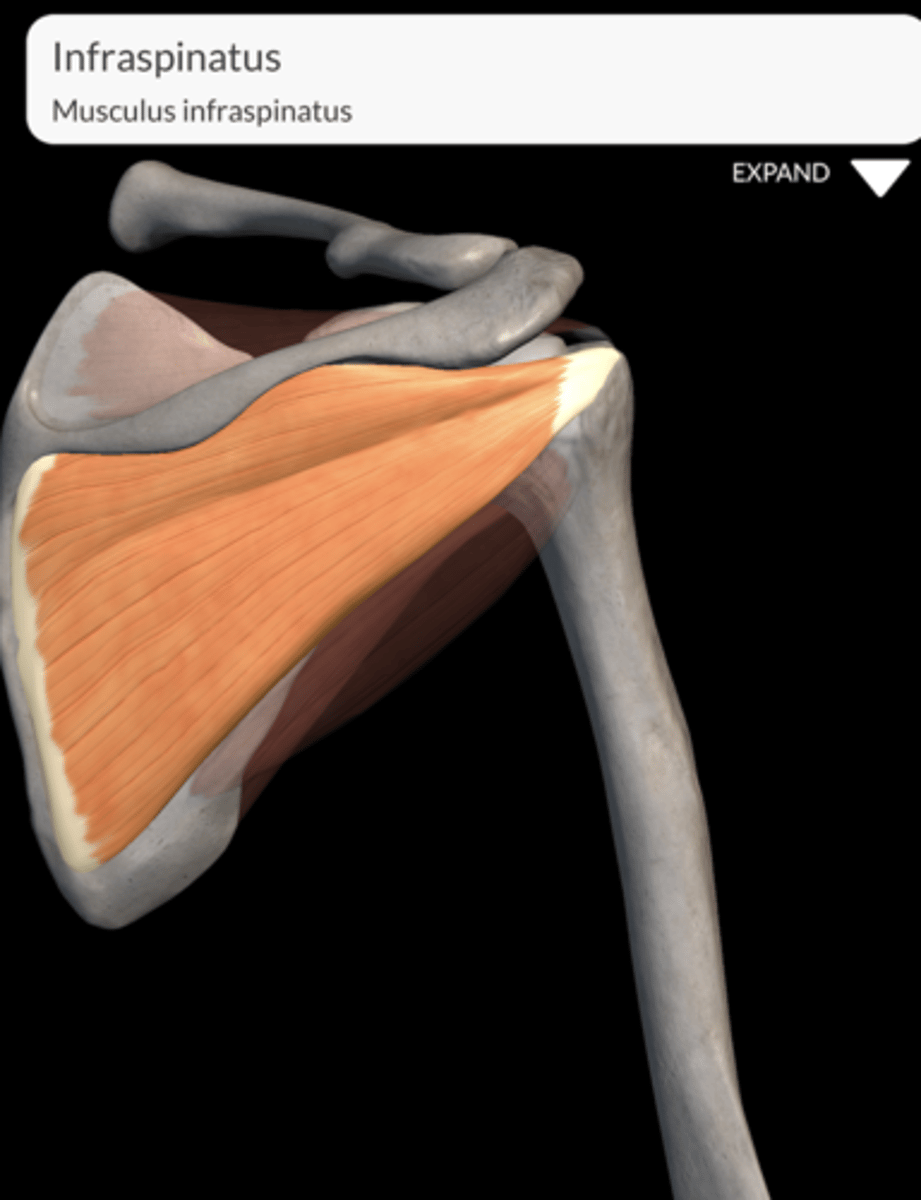 <p>Attaches to the middle facet of the greater tubercle of the humerus.</p>