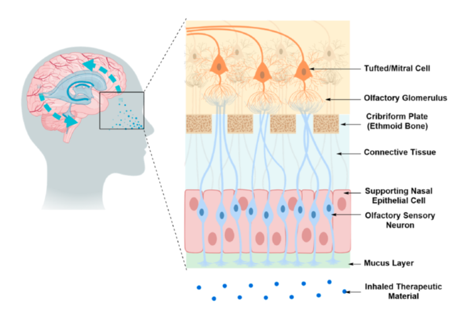 <ul><li><p>Intranasal drug delivery, the nasal mucosa offer direct delivery of the drug molecules to the CNS</p></li><li><p>This is a non invasive method which allows the drug to enter the CNS through or along the olfactory /trigeminal neural pathways.</p></li><li><p>Requires high solubility to deliver 20-30ul </p></li><li><p>pH and isotonicity are essential for successful drug delivery</p></li><li><p>Improper administration can send the drug to the lung or stomach</p></li></ul><p></p>