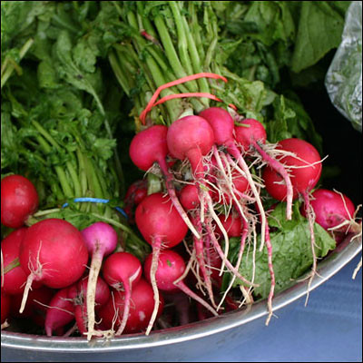 have long, narrow, green stems with very broad green leaves. The radish is either round and a red-deep red with a white inside, or long and thick with a white outside and white inside, as pictured. They have long, narrow tips.