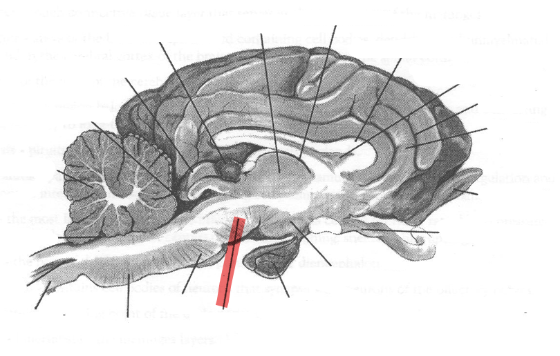 <p>Identify highlighted arrow</p>