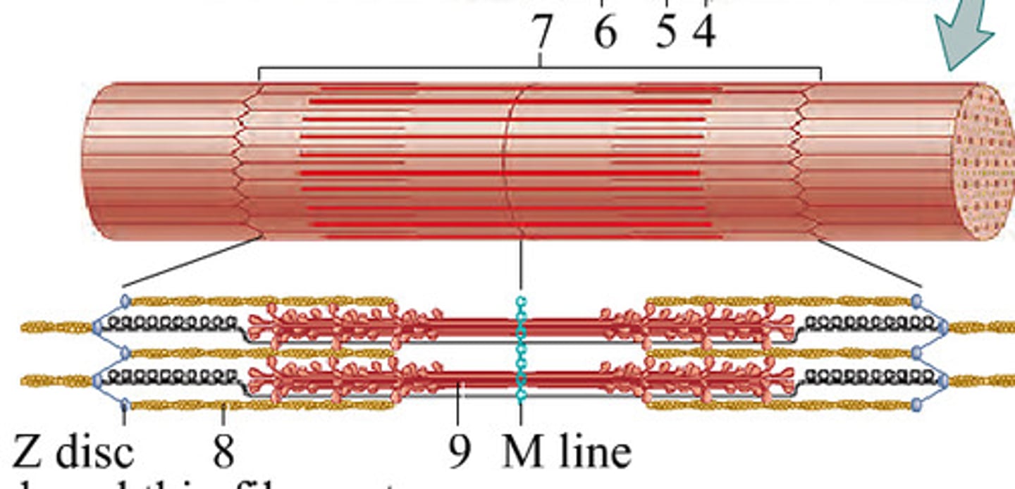 <p>contractile unit of a muscle fiber</p>