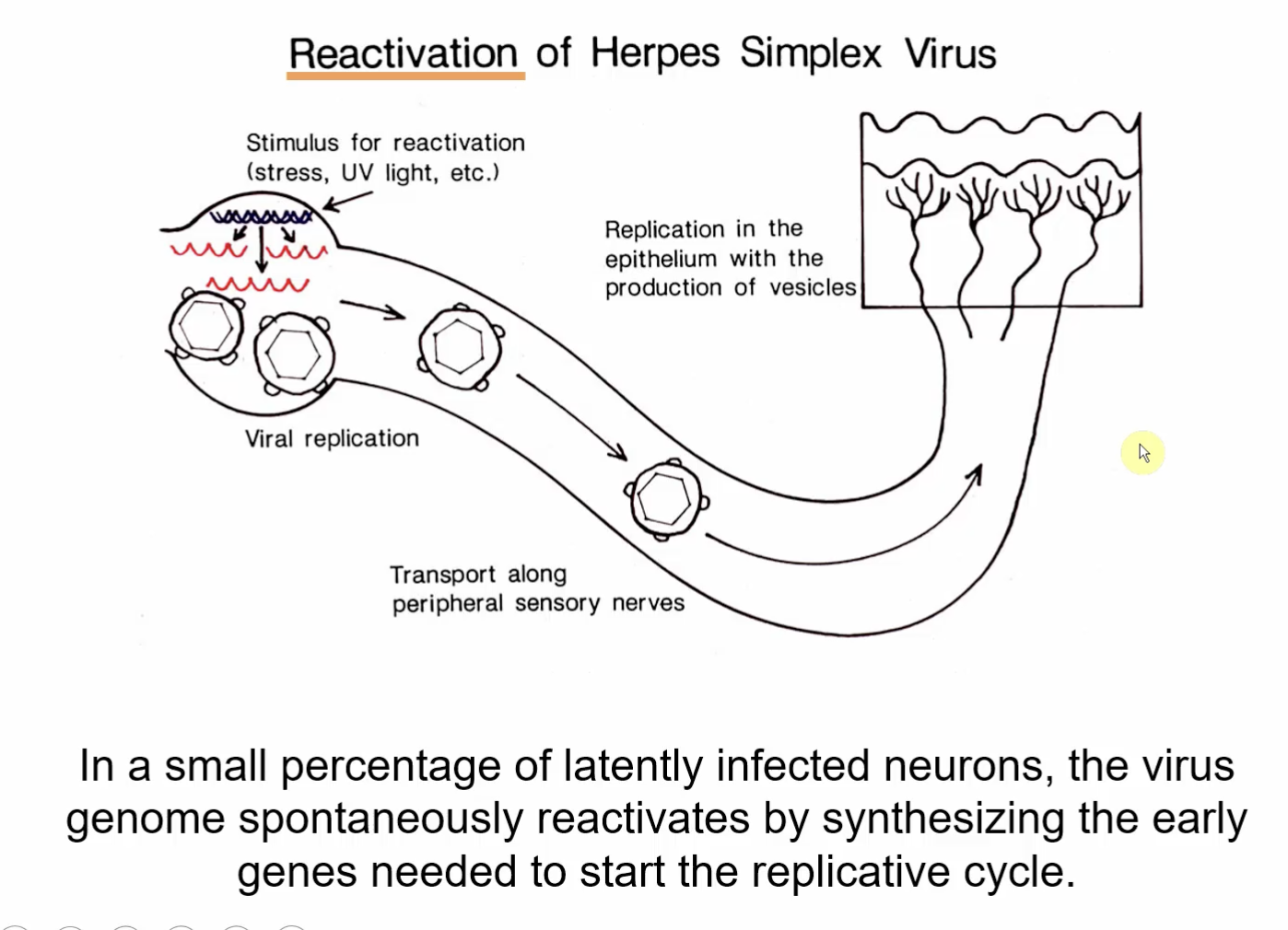 <p>Stimuli:</p><ul><li><p>stress</p></li><li><p>UV light, etc</p></li></ul><p>Reactivation:</p><ol><li><p>Viral replication</p></li><li><p>Transport along periphery sensory nerves</p></li><li><p>Replication in the epithelium with the production of vesicles</p></li></ol><p></p>
