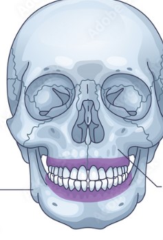 <p>What bone structure is the highlighted area?</p>